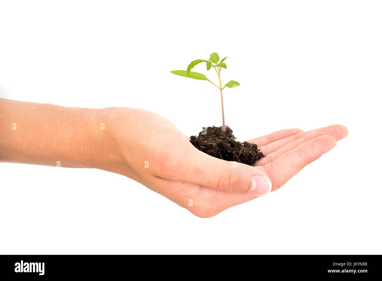 Mano che tiene una crescente giovani neonato impianto isolato su sfondo bianco, nuova vita, giardinaggio, ambiente e il concetto di ecologia Foto Stock