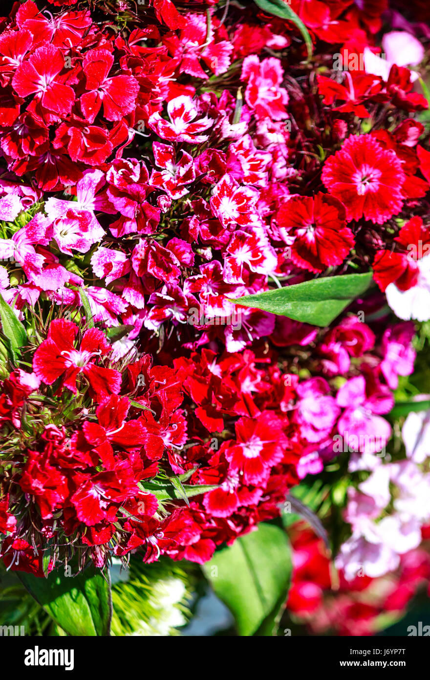 Rosso e viola fiore di garofano (Dianthus caryophyllus) Foto Stock