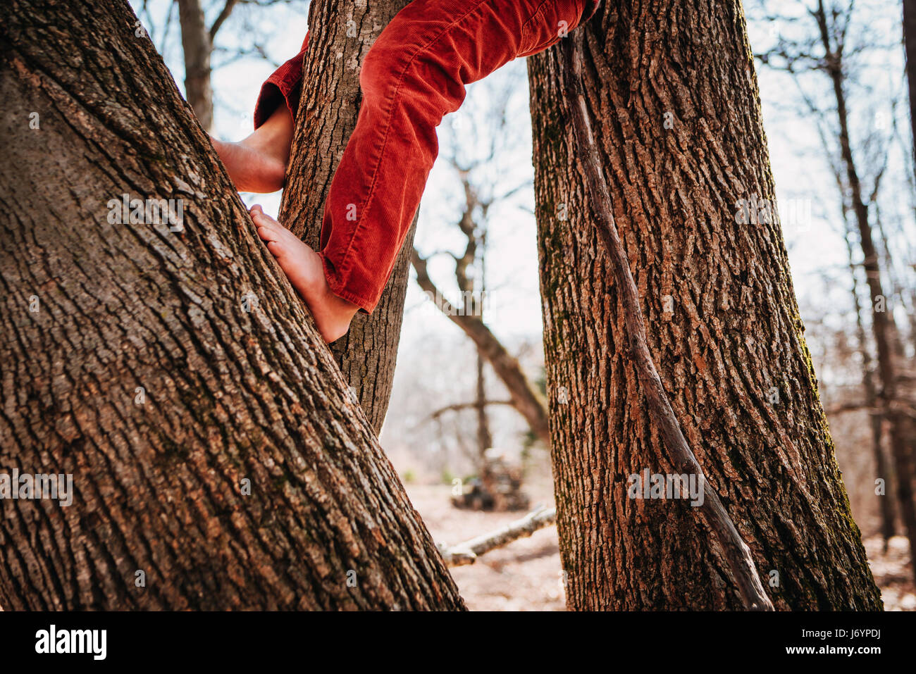 Ragazzo sale su un albero a piedi nudi Foto Stock
