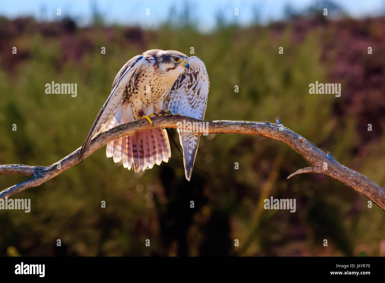 Peregrine Falcon pronto a decollo, Saguaro National Park, Tucson, Arizona, Stati Uniti Foto Stock