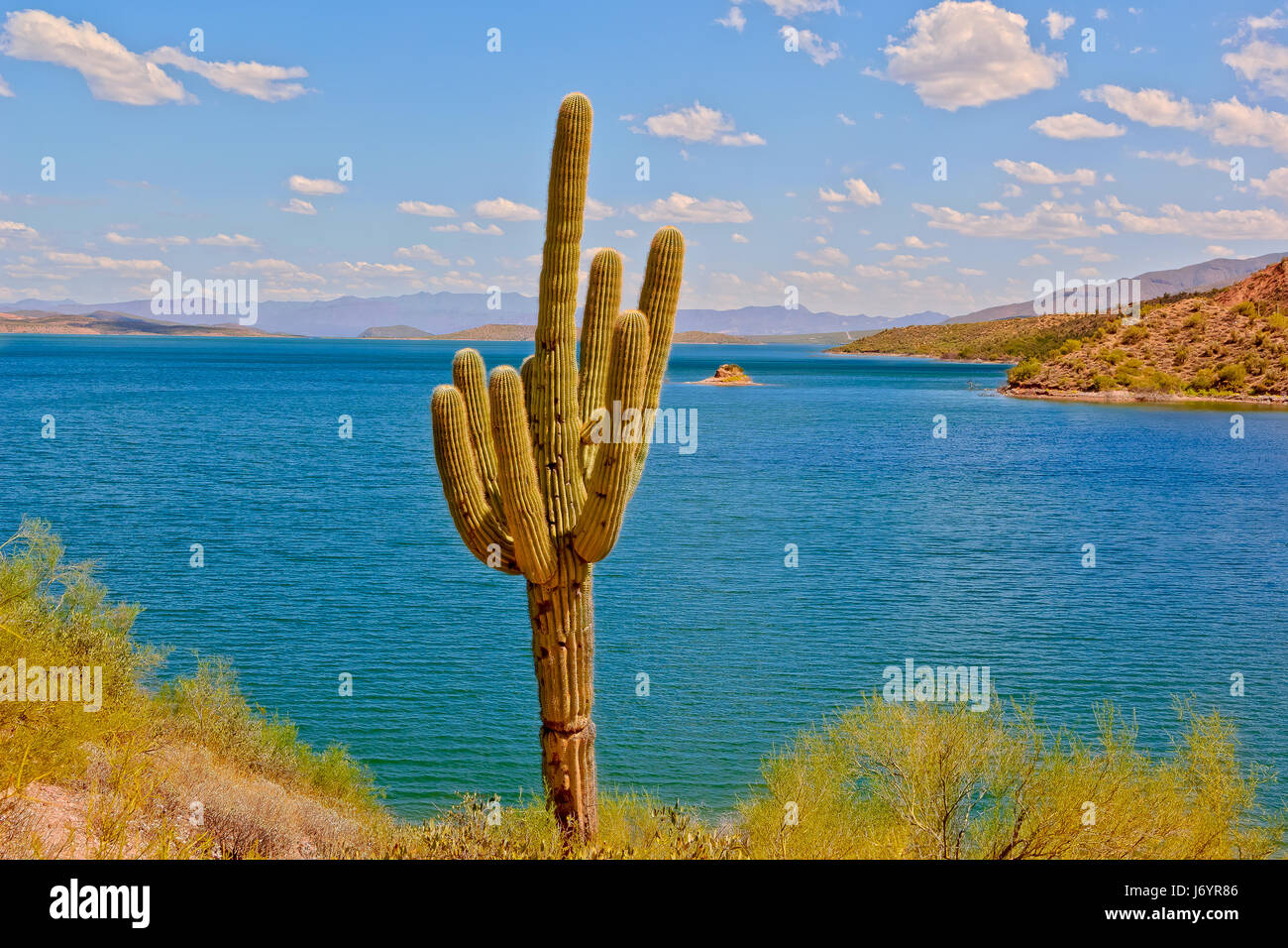 Cactus di Saguaro da Theodore Roosevelt Lake, Arizona, Stati Uniti Foto Stock