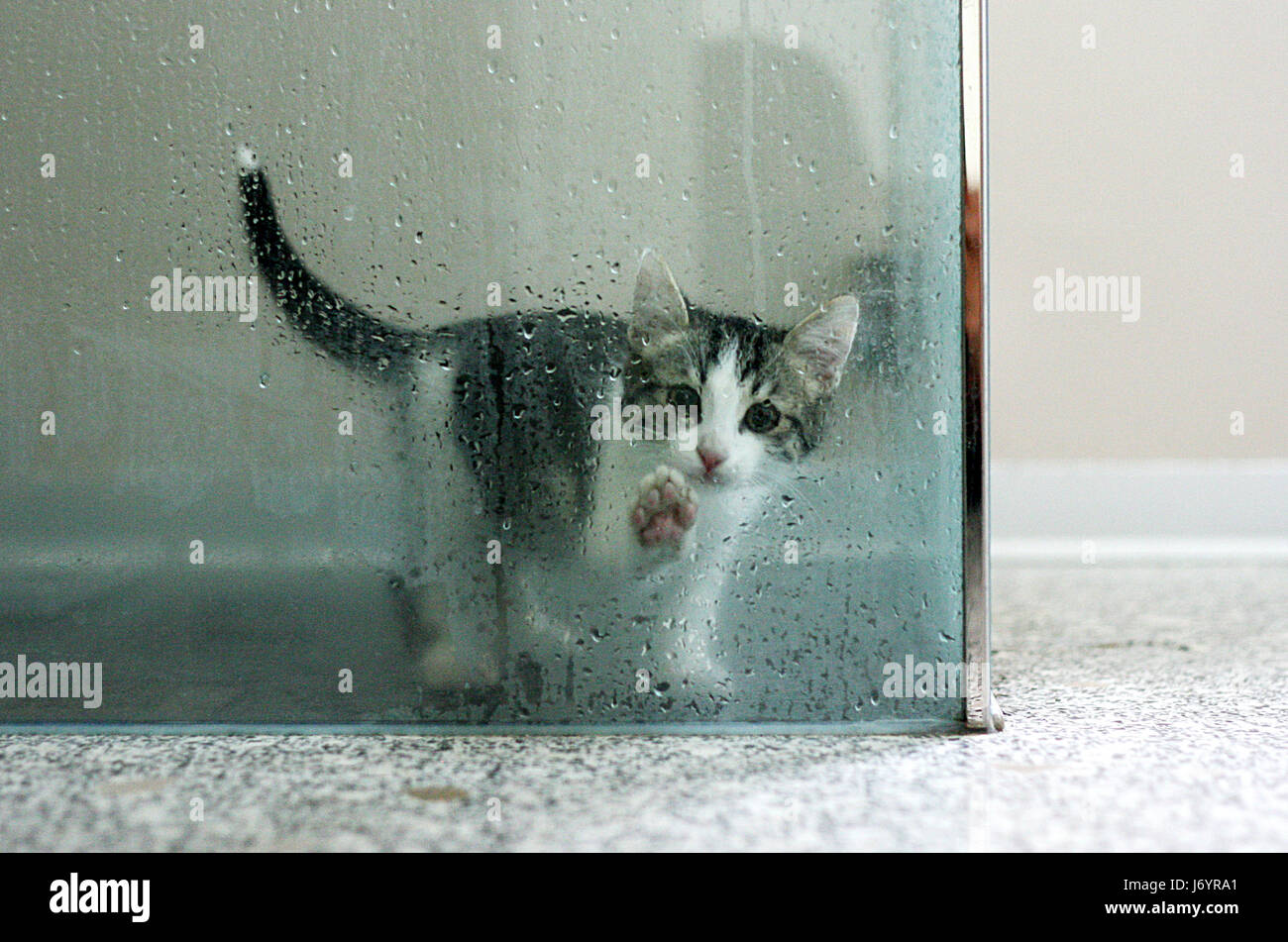 Cat bloccato in una doccia a umido Foto Stock