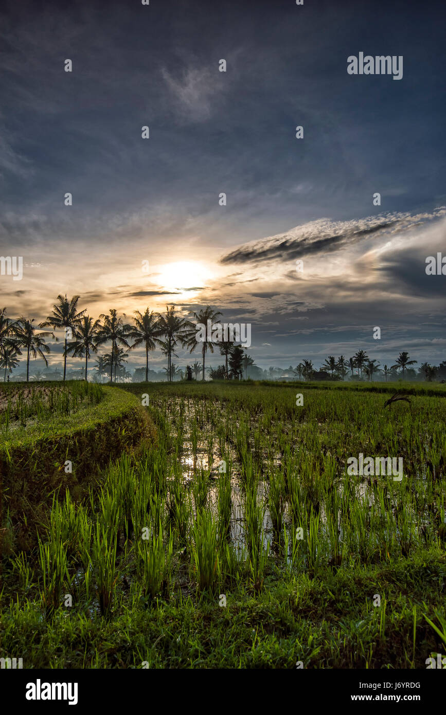Il sorgere del sole sul riso risaie, Ubud, Bali, Indonesia Foto Stock