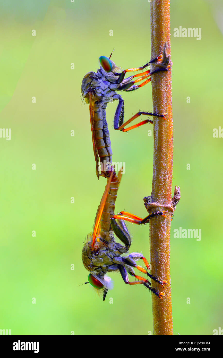 Due rapinatore vola coniugata, Gorontalo, Indonesia Foto Stock