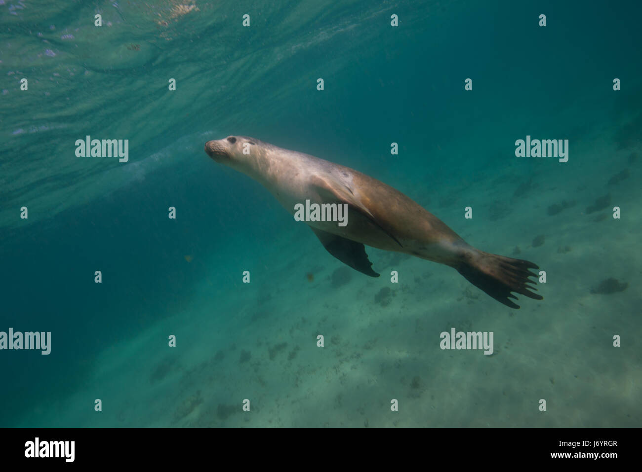 Sea Lion nuotare nell'oceano, Port Lincoln, South Australia, Australia Foto Stock