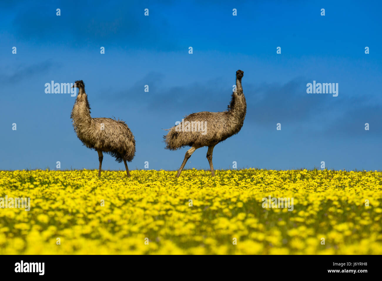 Due emu in piedi in un campo di canola, Port Lincoln, South Australia, Australia Foto Stock