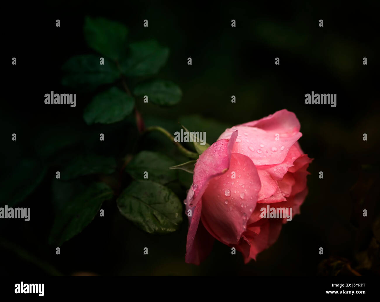 Natura e fiore. Rosa rosa con gocce di pioggia su petali. Foto Stock