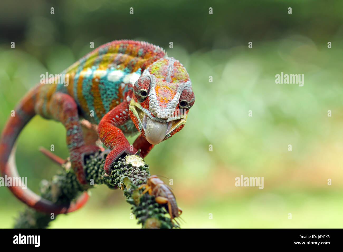 Panther Chameleon sul ramo, Indonesia Foto Stock