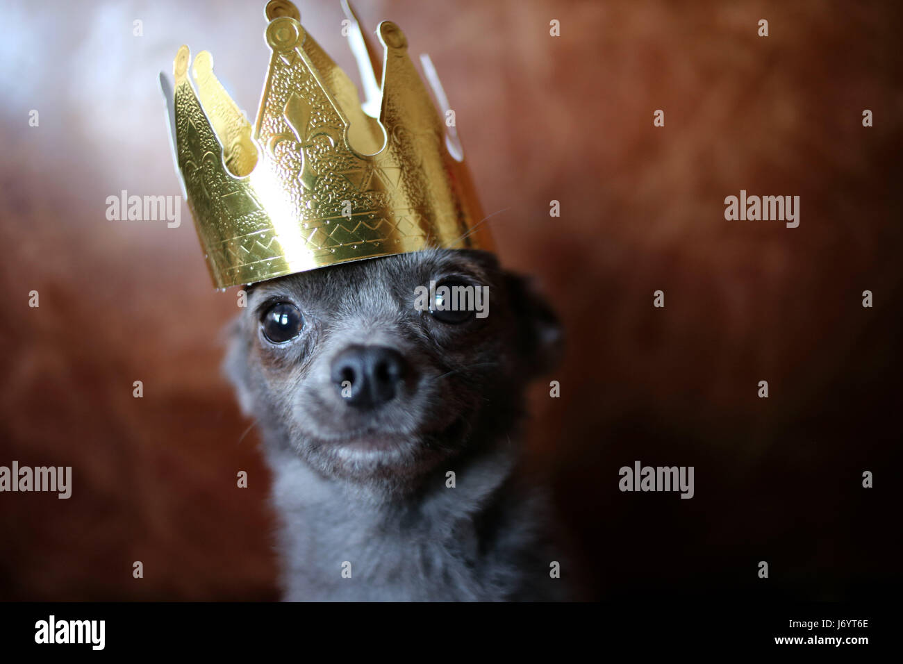 Chihuahua cane che indossa una corona d'oro Foto Stock