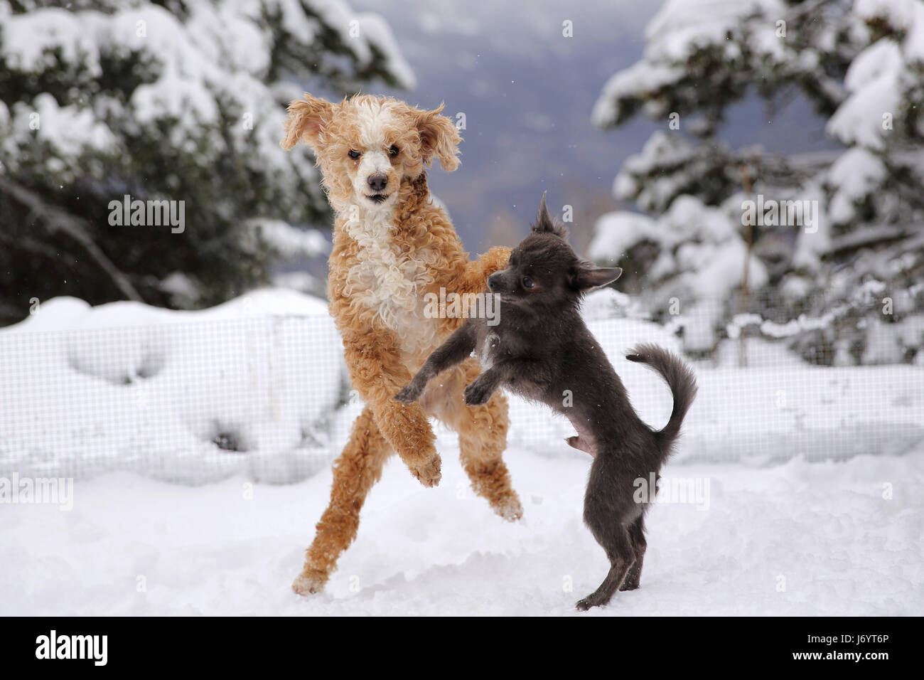 Barboncino e Chihuahua Cani giocando nella neve Foto Stock