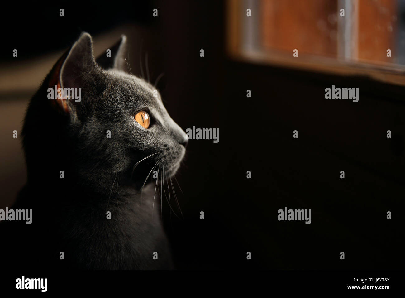 Profilo di un gatto di guardare attraverso una finestra Foto Stock