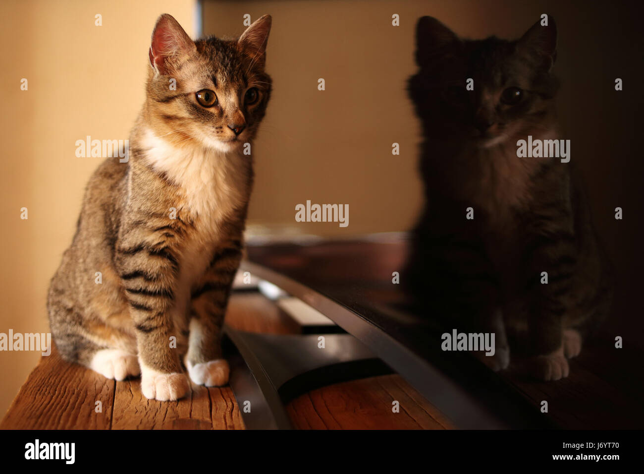 Cat guardando la sua riflessione in una televisione Foto Stock