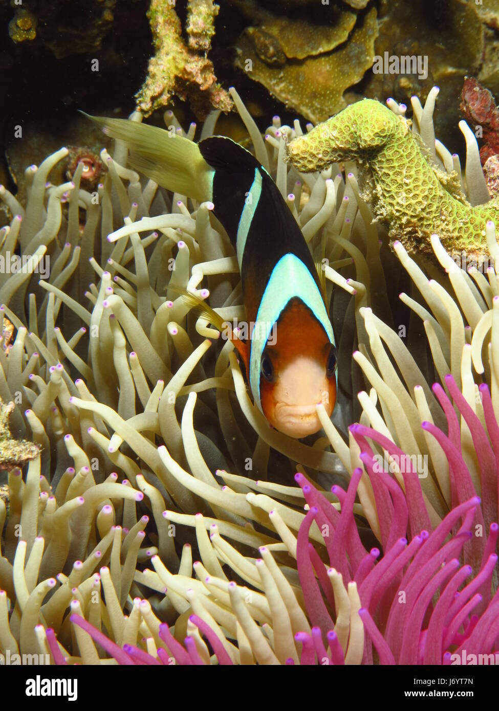 Clownfish nasconde nella barriera corallina, Gorontalo, Indonesia Foto Stock