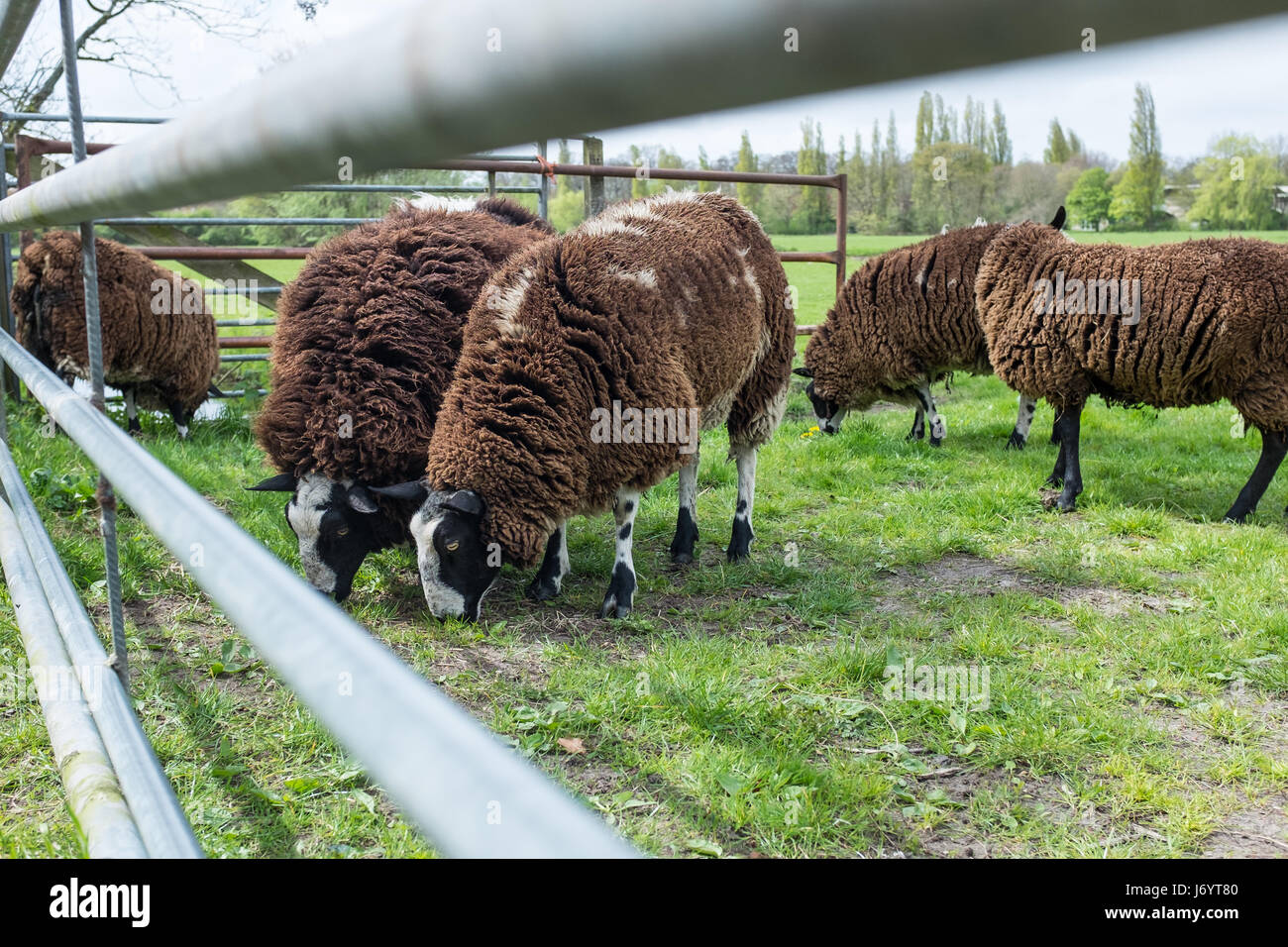 Pecore al pascolo in un campo, Olanda Foto Stock