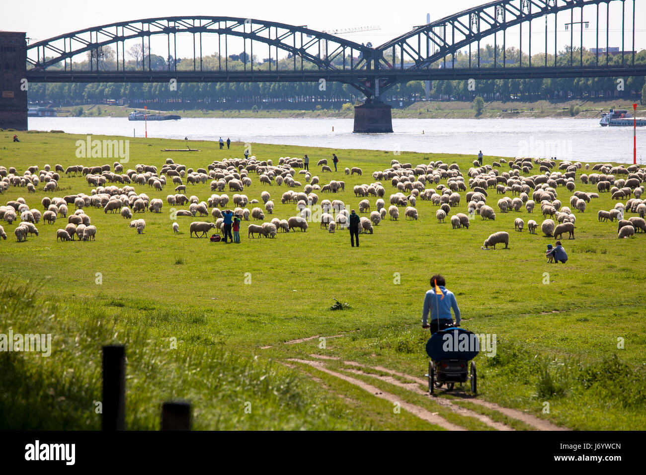 L'Europa, Germania, Colonia, pecore sul fiume Reno prati nel quartiere Deutz a sud del ponte. Foto Stock