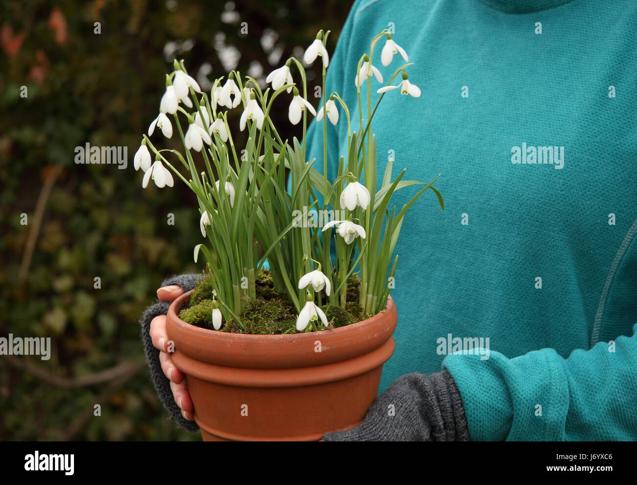 Snowdrops (Galanthus nivalis) underplanted con moss visualizzati in una pentola di terracotta portato dal giardiniere femmina per il posizionamento in giardino - Febbraio Foto Stock