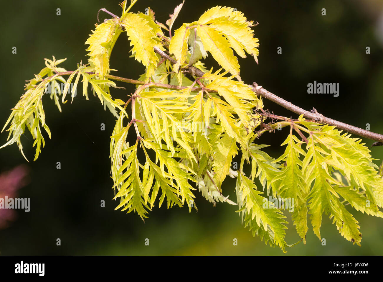 Golden cut lasciava fogliame del sambuco, Sambucus racemosa 'Sutherland Oro' Foto Stock