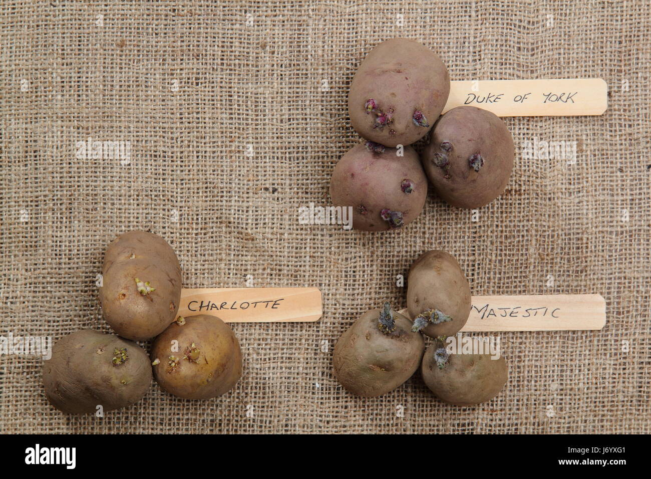 Le varietà di patate da semina; primi 'Rosso Duca di York'; il secondo anticipo, 'Charlotte' e la coltivazione principale, 'Majestic') visualizzato sul hessian con spazio di copia Foto Stock