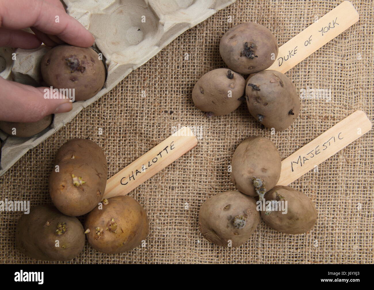 Giardiniere maschio luoghi di varietà di sementi di patate eggbox prima immissione sul soleggiato davanzale per incoraggiare una forte crescita in anticipo di piantare fuori Foto Stock