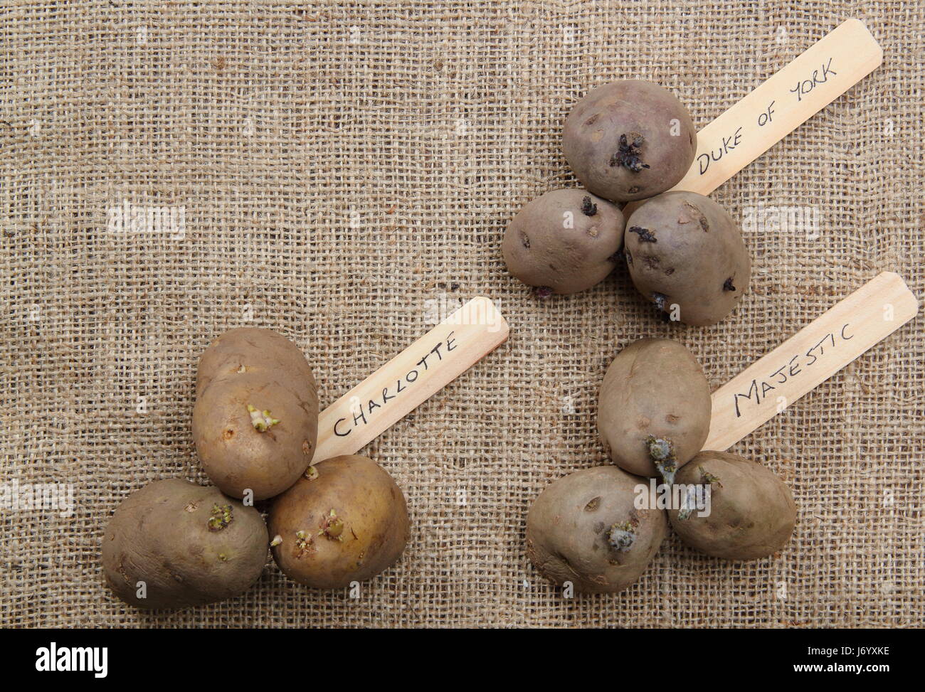 Varietà di tuberi seme di patate (primi 'Rosso Duca di York'; il secondo anticipo, 'Charlotte' e la coltivazione principale, 'Majestic') visualizzato sul hessian con spazio di copia Foto Stock