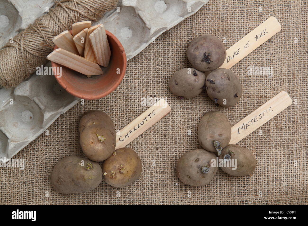 Varietà di tuberi seme di patate (primi, Rosso Duca di York; seconda precoce, Charlotte; maincrop, maestoso) ordinati per chitting in eggbox - su hessian Foto Stock