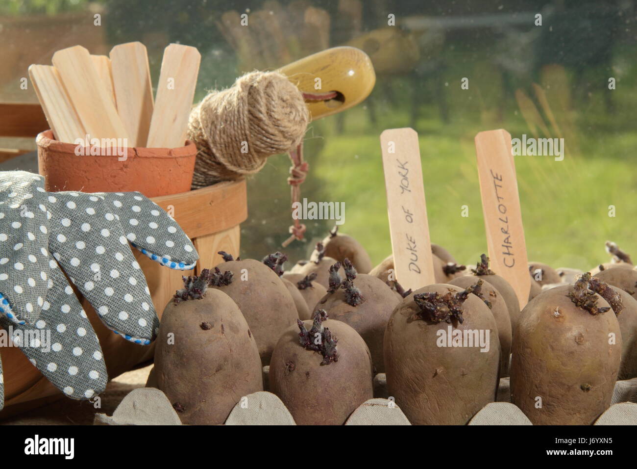 Tuberi seme di patate chitting in scatola per uova contenitori interni sul luminoso e caldo davanzale per incoraggiare i germogli di forte prima di piantare fuori nel giardino inglese Foto Stock