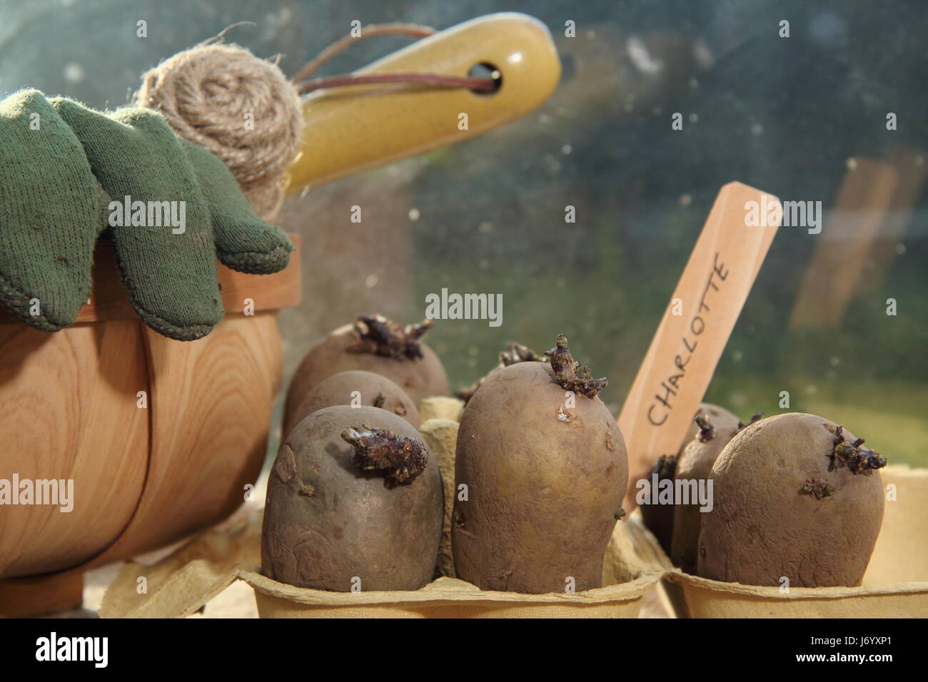 Tuberi seme di patate "Charlotte' varietà chitting in eggbox su caldo e soleggiato davanzale per incoraggiare i germogli di forte prima di piantare fuori nel giardino inglese Foto Stock