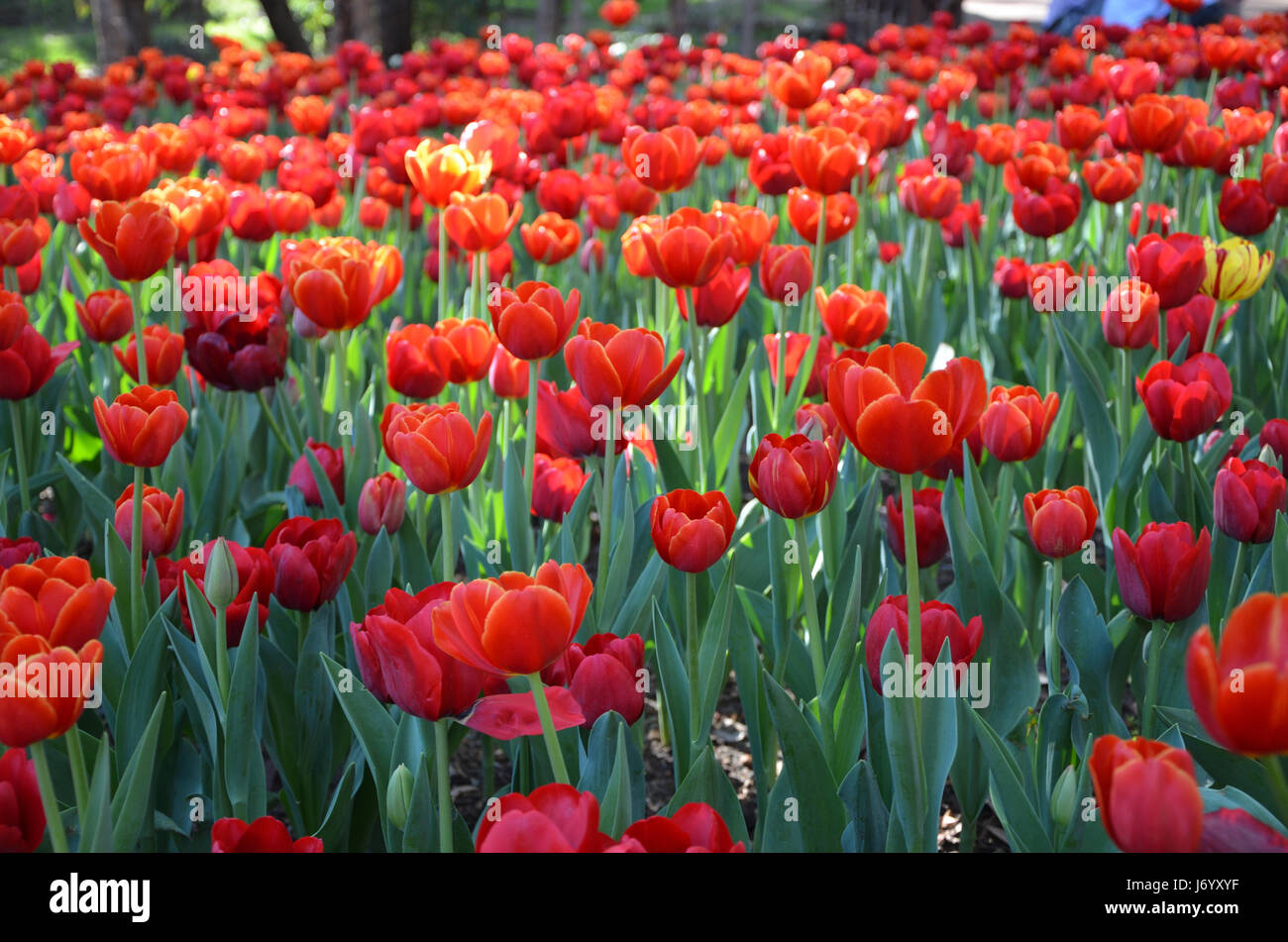 Fioritura di tulipani in una giornata di sole Australia Occidentale Foto Stock