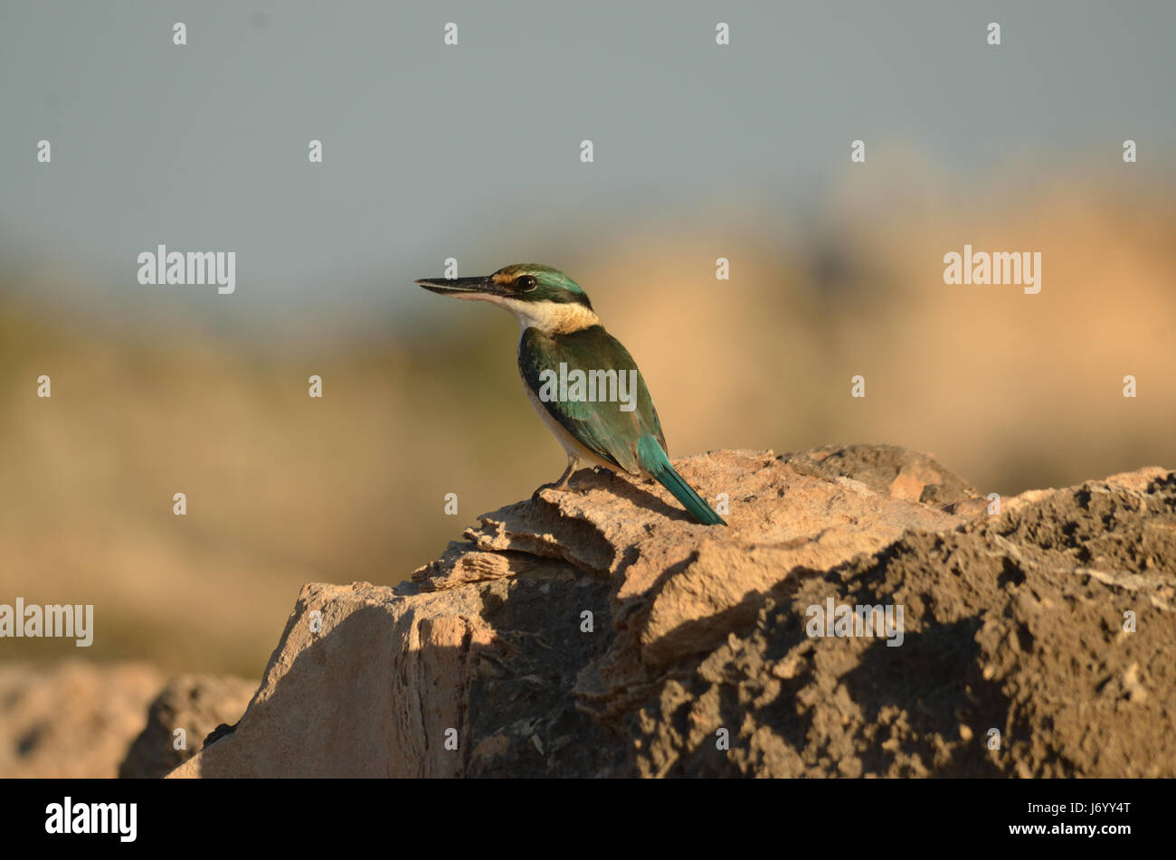 Australian sacro Kingfisher Foto Stock