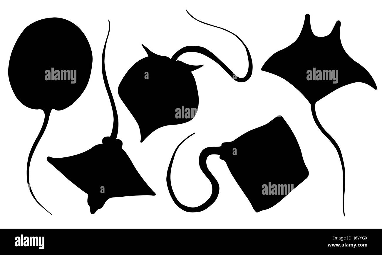 Set di diverse sagome stingray isolato su bianco Foto Stock
