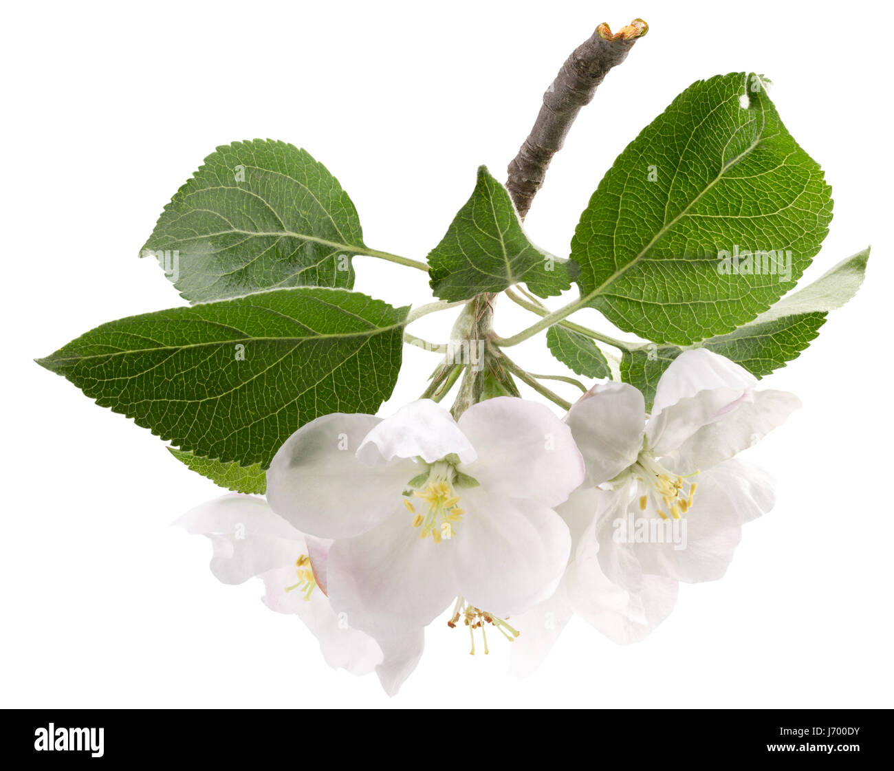 Apple blumi isolato su uno sfondo bianco. Foto Stock