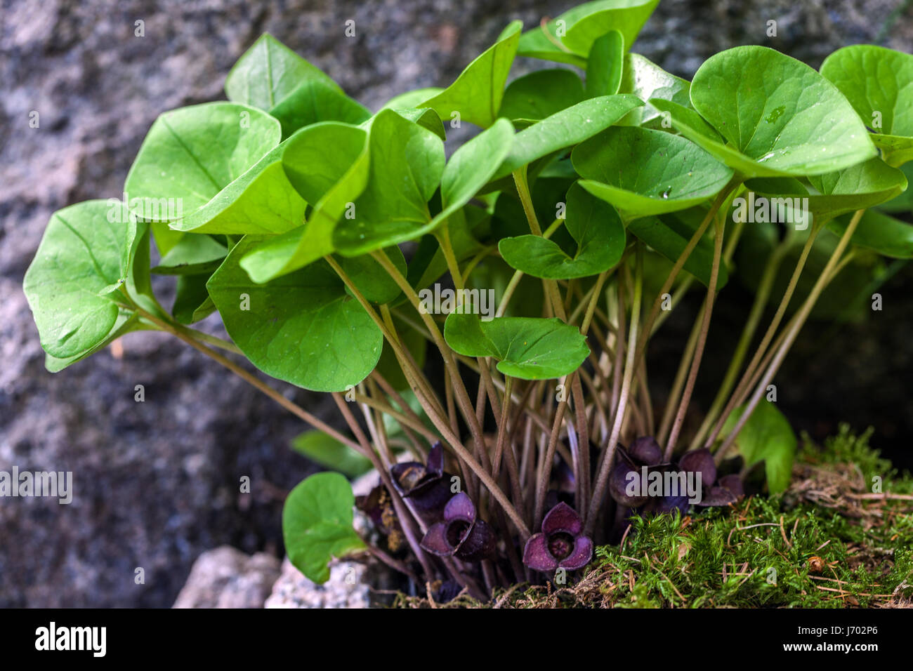 Lo zenzero selvatico, Asarum sieboldi Foto Stock