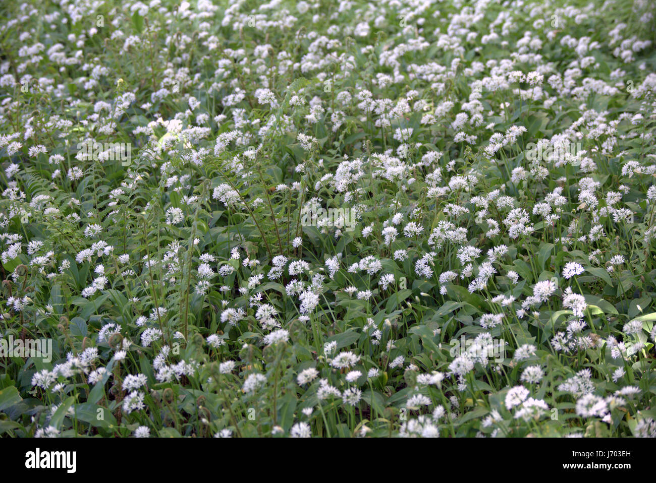 Campo di aglio selvatico fioritura Foto Stock