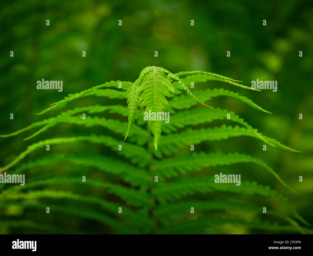 Pianta verde close-up foglie di spargimento di fronte alla fotocamera anteriore vista frontale Foto Stock