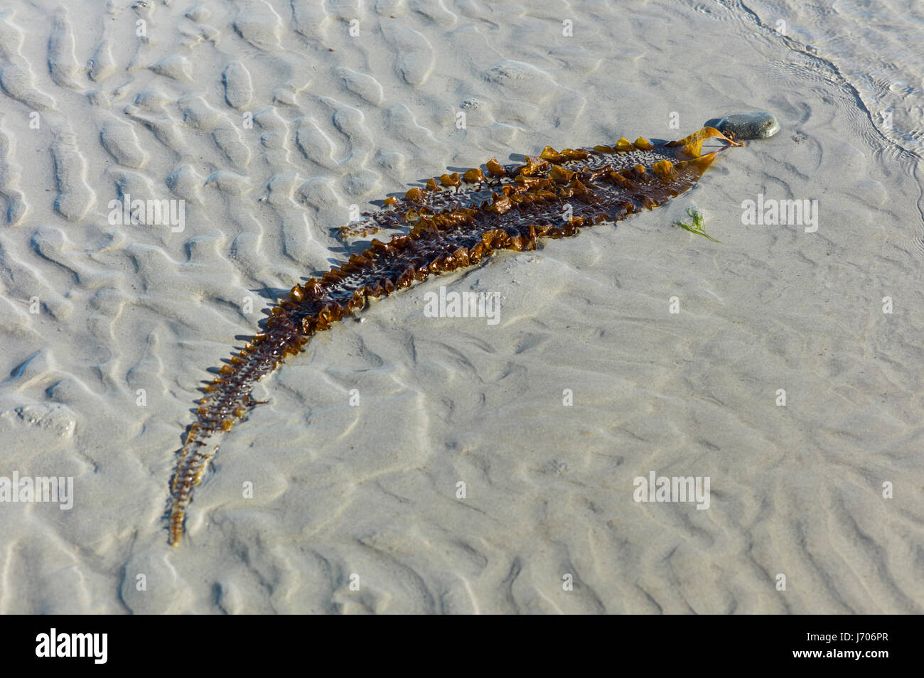 Un lungo pezzo di alghe attaccato ad una pietra su increspata spiaggia sabbiosa a bassa marea Foto Stock