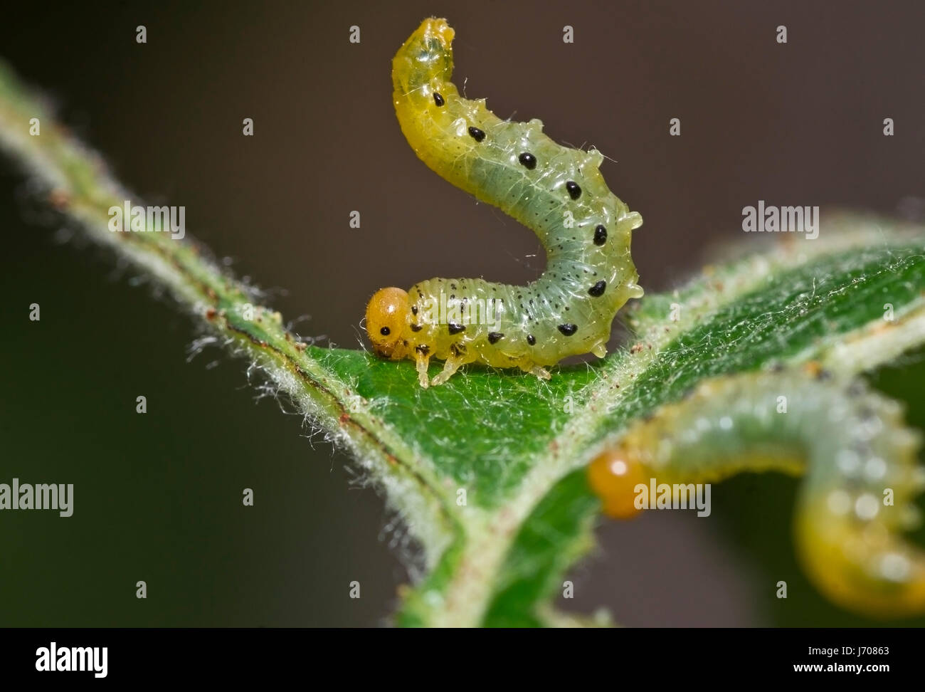 Le larve animale per gorge fagocitato divorare caterpillar danni danni aventi ai detrimenti Foto Stock