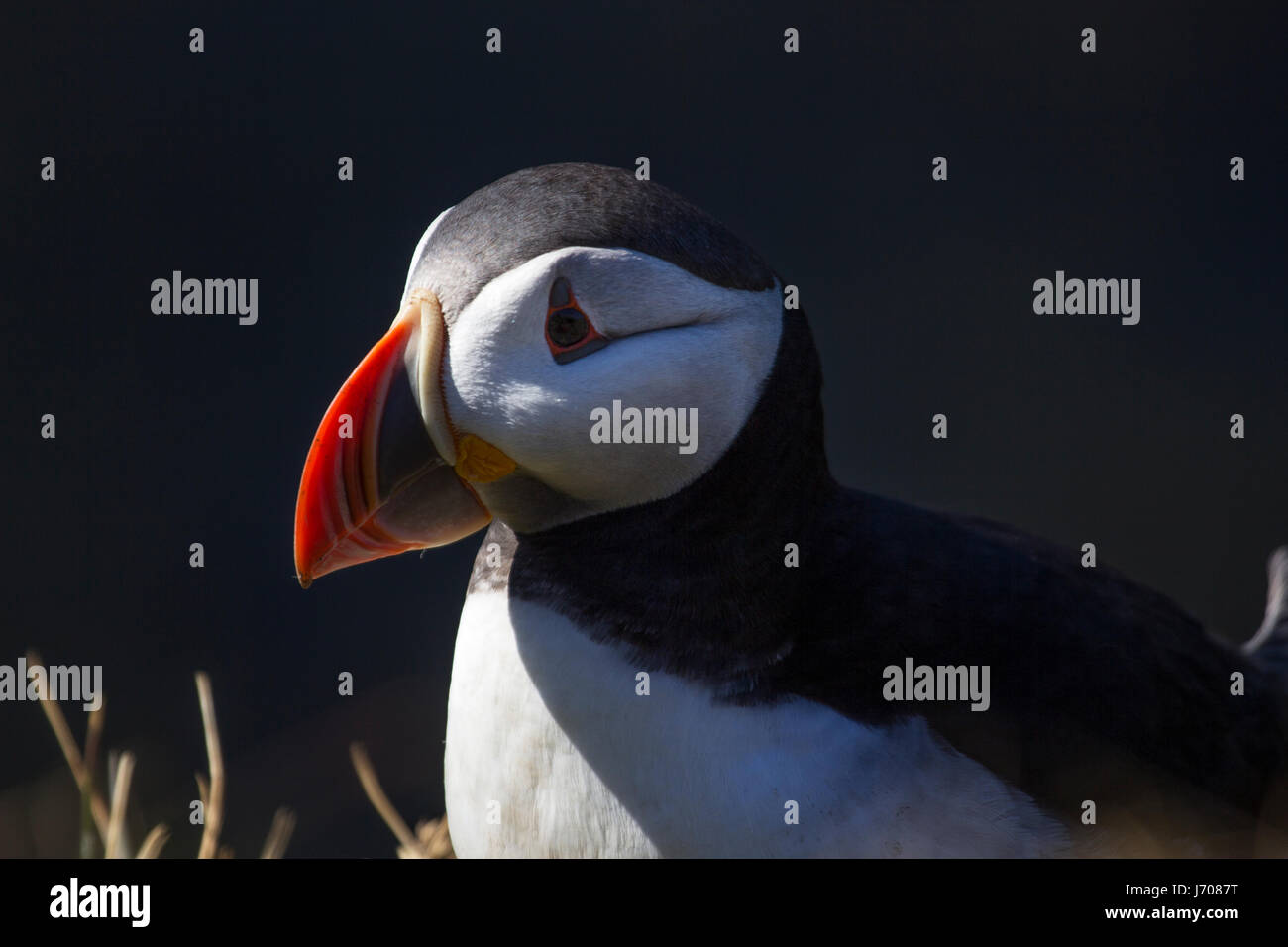 Atlantic puffin o puffin comuni in Islanda Foto Stock