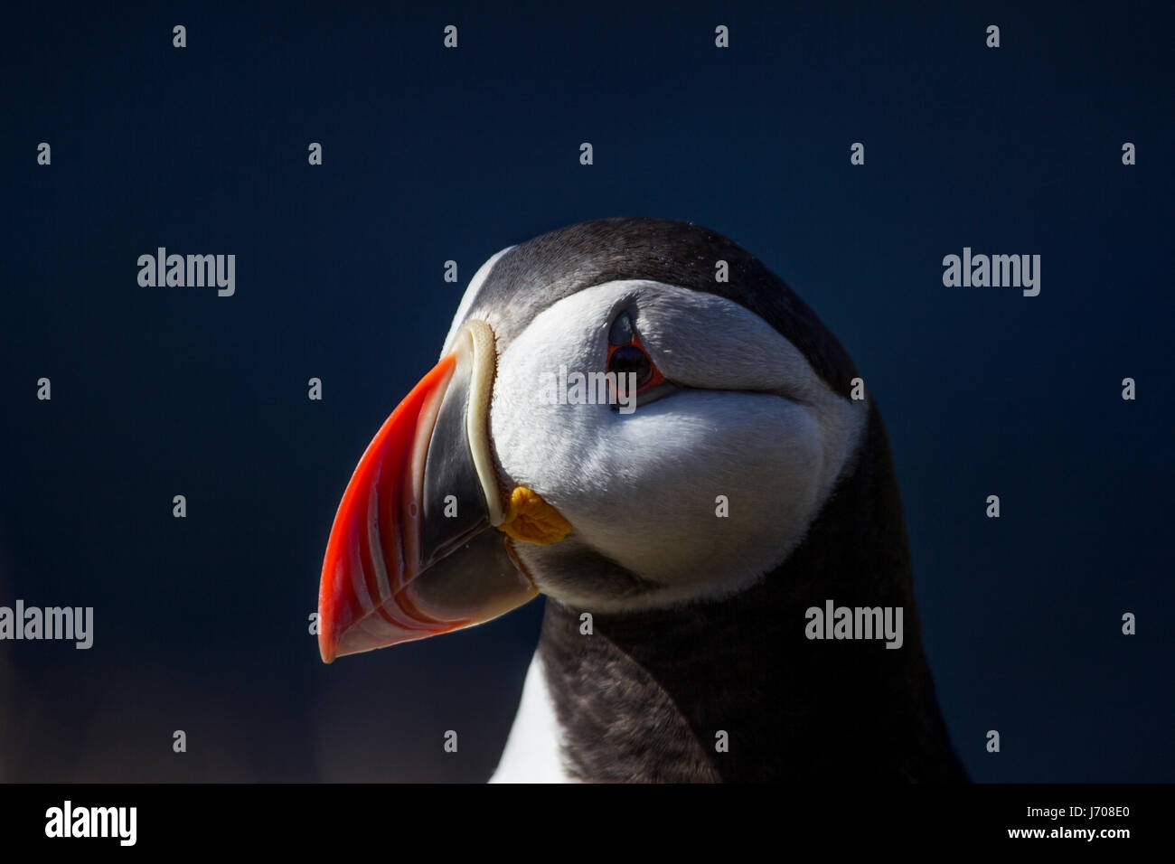 Atlantic puffin o puffin comuni in Islanda Foto Stock