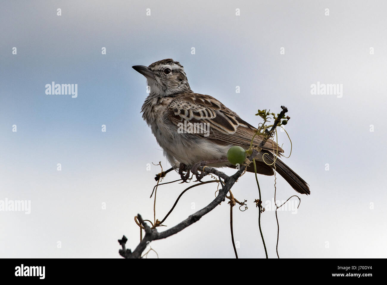Passero tessitore dal sopracciglio bianco (Plocepasser mahali), bianco-browded Sparrow-weaver Foto Stock