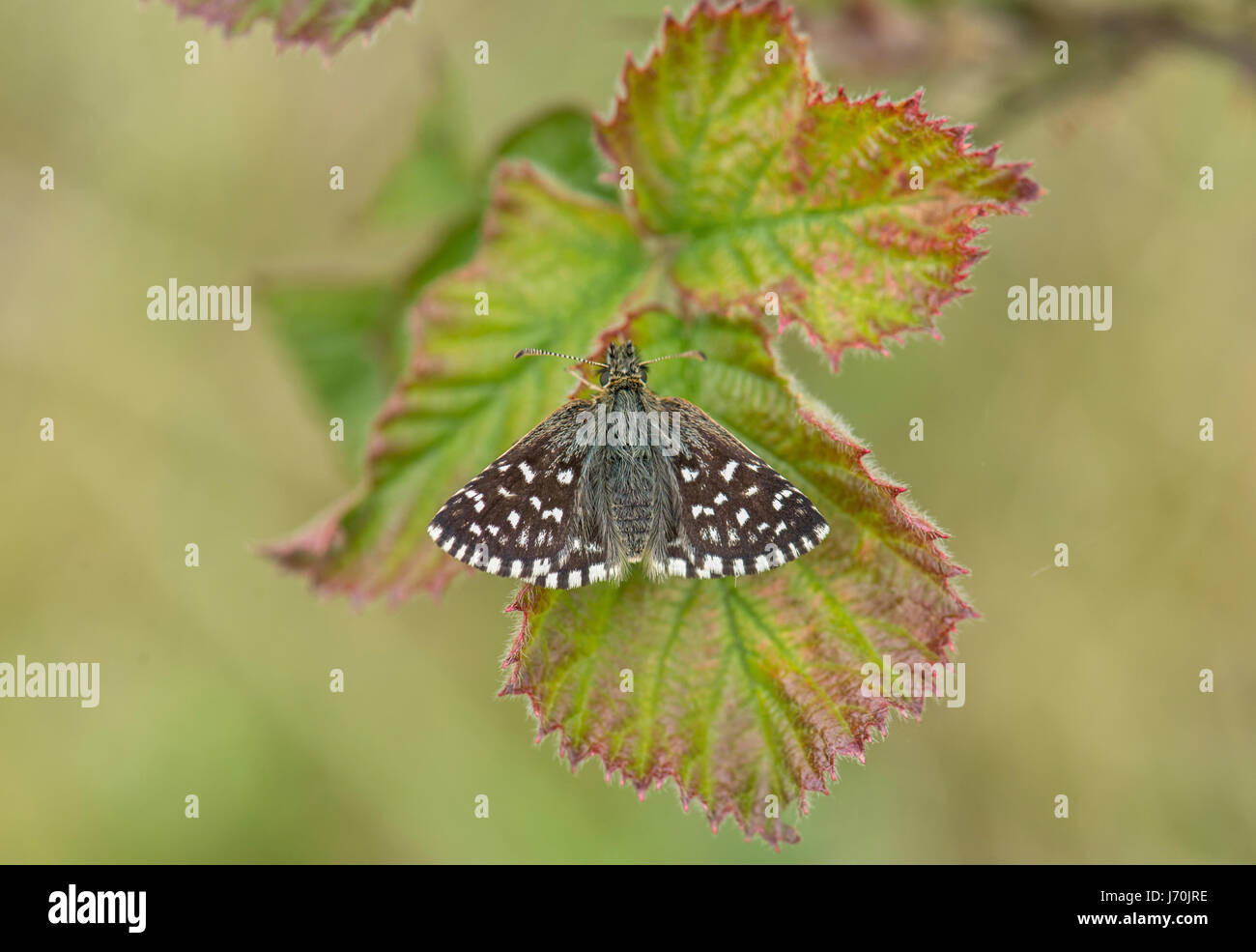 Skipper brizzolato (Pyrgus malvae) su Rovo foglie. Foto Stock