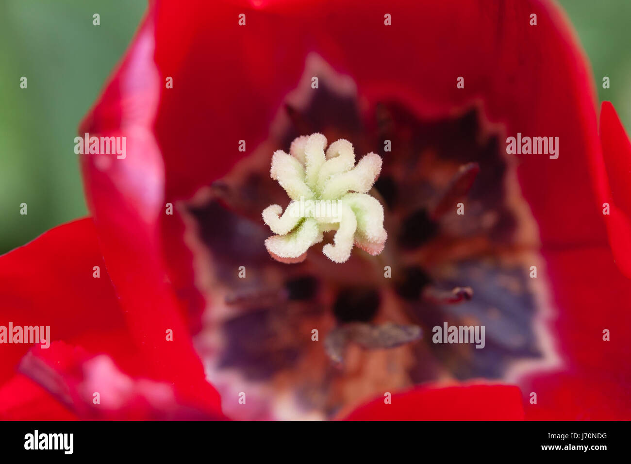 Close-Up di tulipani rossi Blooming sul campo Foto Stock