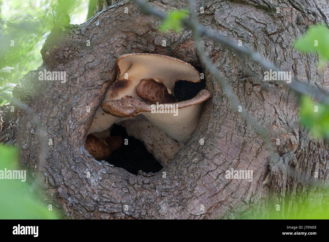 Il fungo cresce dentro una struttura ad albero Foto Stock