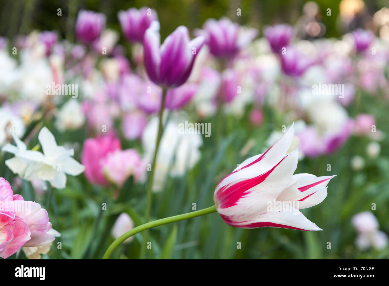 Tulip 'claudia' Fiore a giardini Keukenhof Foto Stock