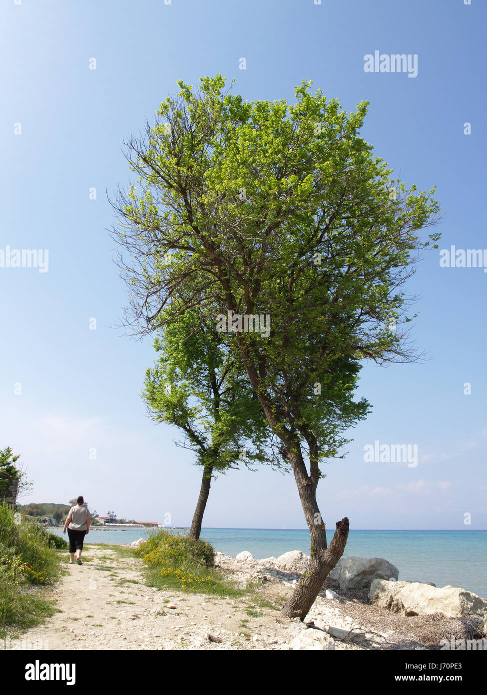 Alberi sul litorale sul percorso al Mitsis Roda Beach Hotel, Roda, Corfù, Grecia Foto Stock