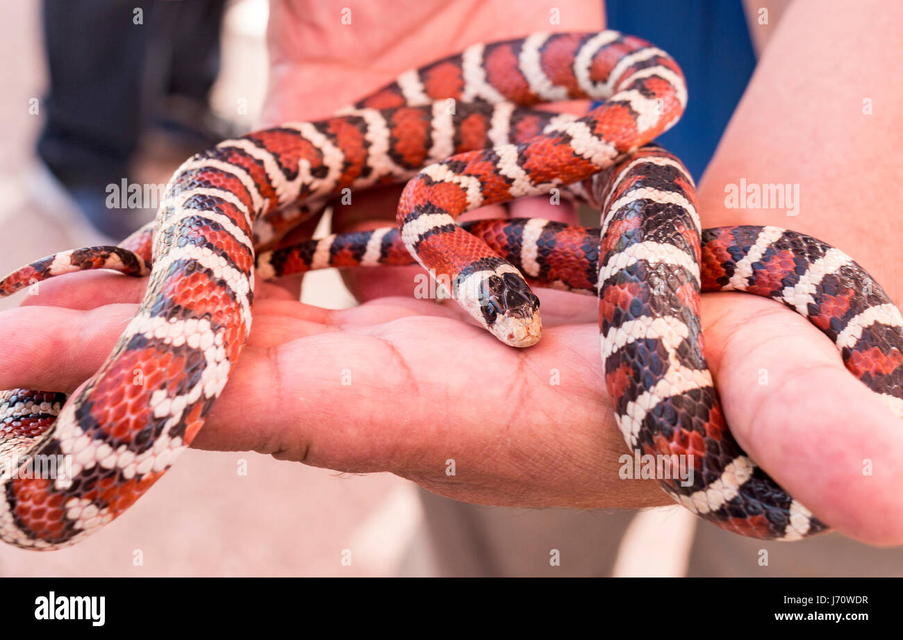 Il California mountain kingsnake è una specie di serpente nonvenomous endemica in Nord America. Si tratta di un serpente corallo mimic, avente un pattern simile su Foto Stock