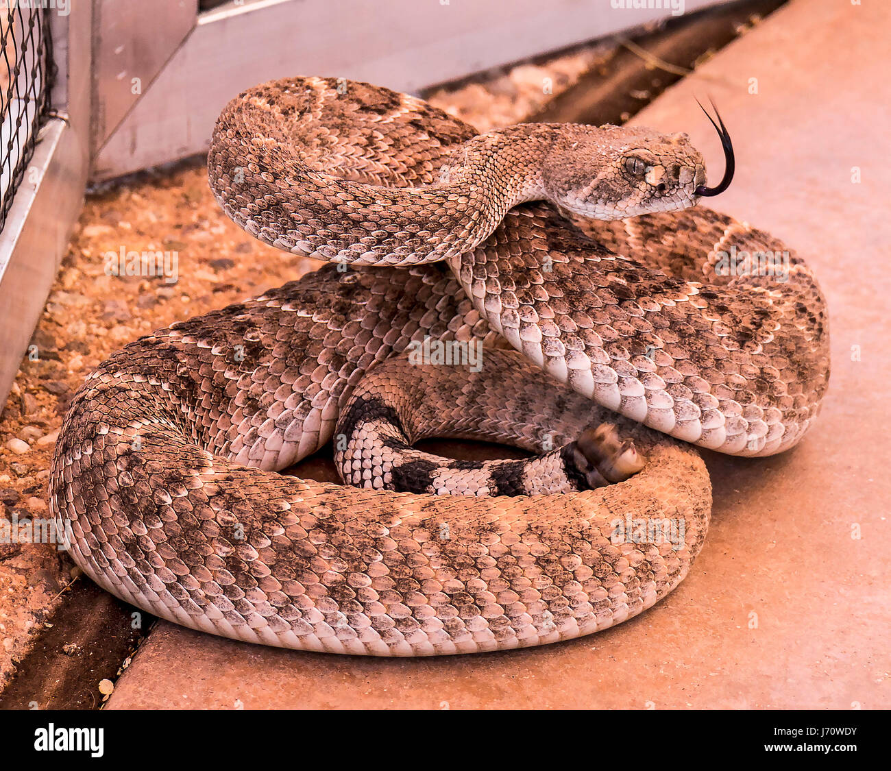 La western diamondback rattlesnake o Texas diamond-back è un infame rattlesnake delle specie che si trovano nel sudovest degli Stati Uniti e del Messico. È Foto Stock