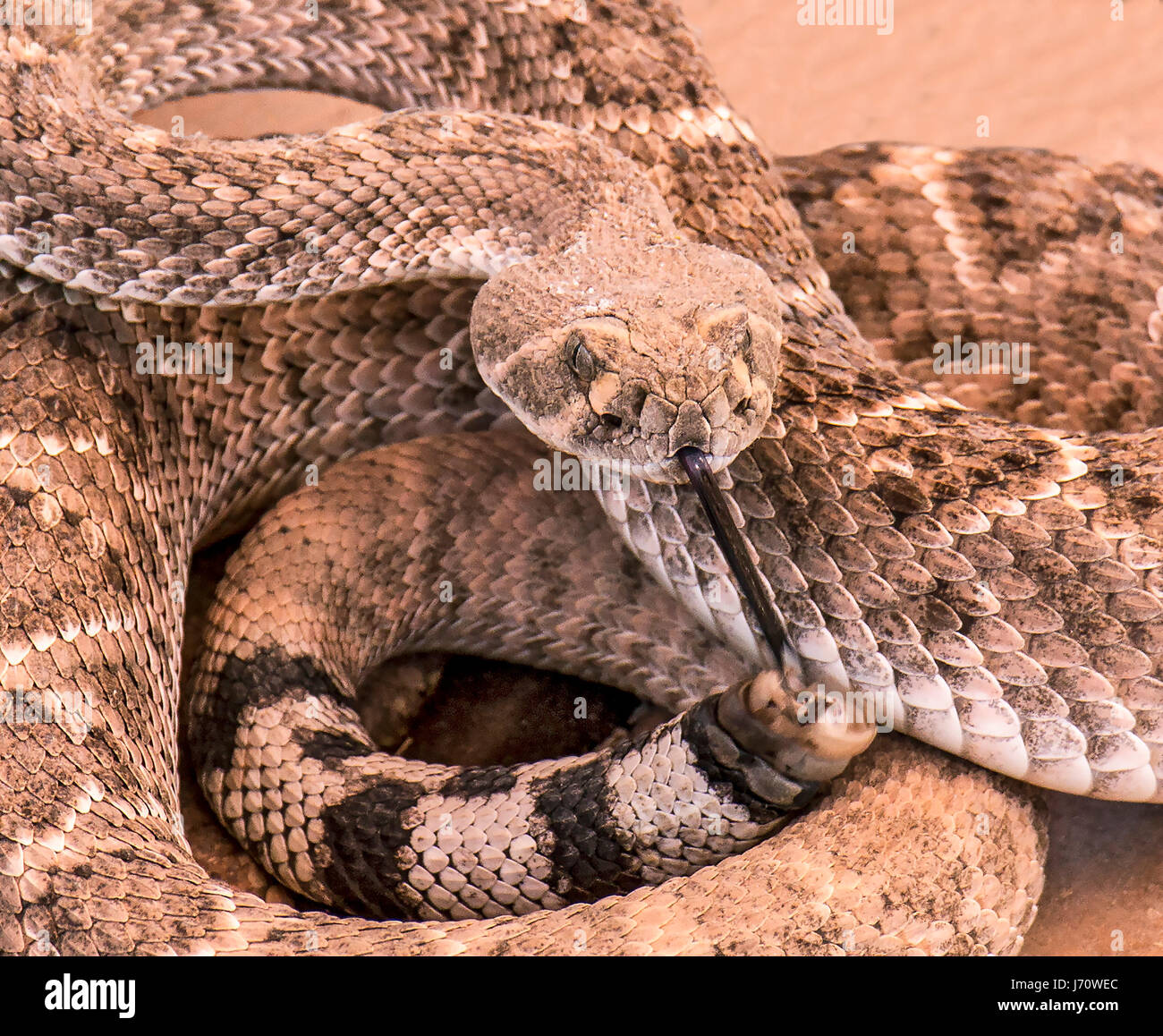 La western diamondback rattlesnake o Texas diamond-back è un infame rattlesnake delle specie che si trovano nel sudovest degli Stati Uniti e del Messico. È Foto Stock
