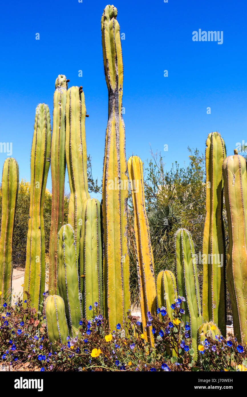 Fencepost messicano cactus è un alto cactus con trunk colonnare che crescono lentamente a 12 piedi (3,7m) e può arrivare fino a 20 piedi (6,1 m) in altezza. Alla sua base Foto Stock