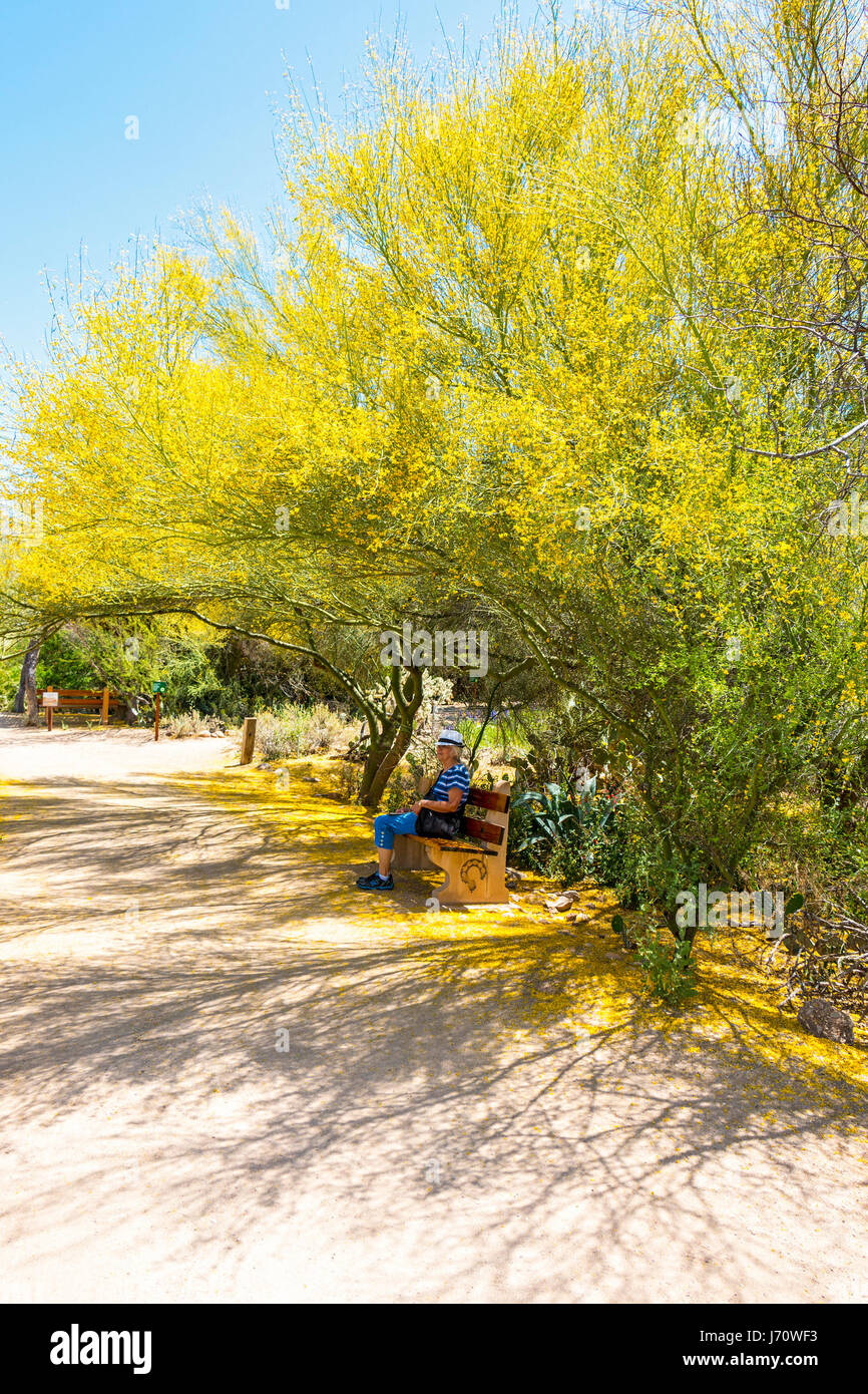 La donna si appoggia su un banco di lavoro al di sotto di una fioritura pedemontana palo verde albero in Tohono Chul park in Tucson, Arizona. È originaria del sud-ovest uniti Stat Foto Stock