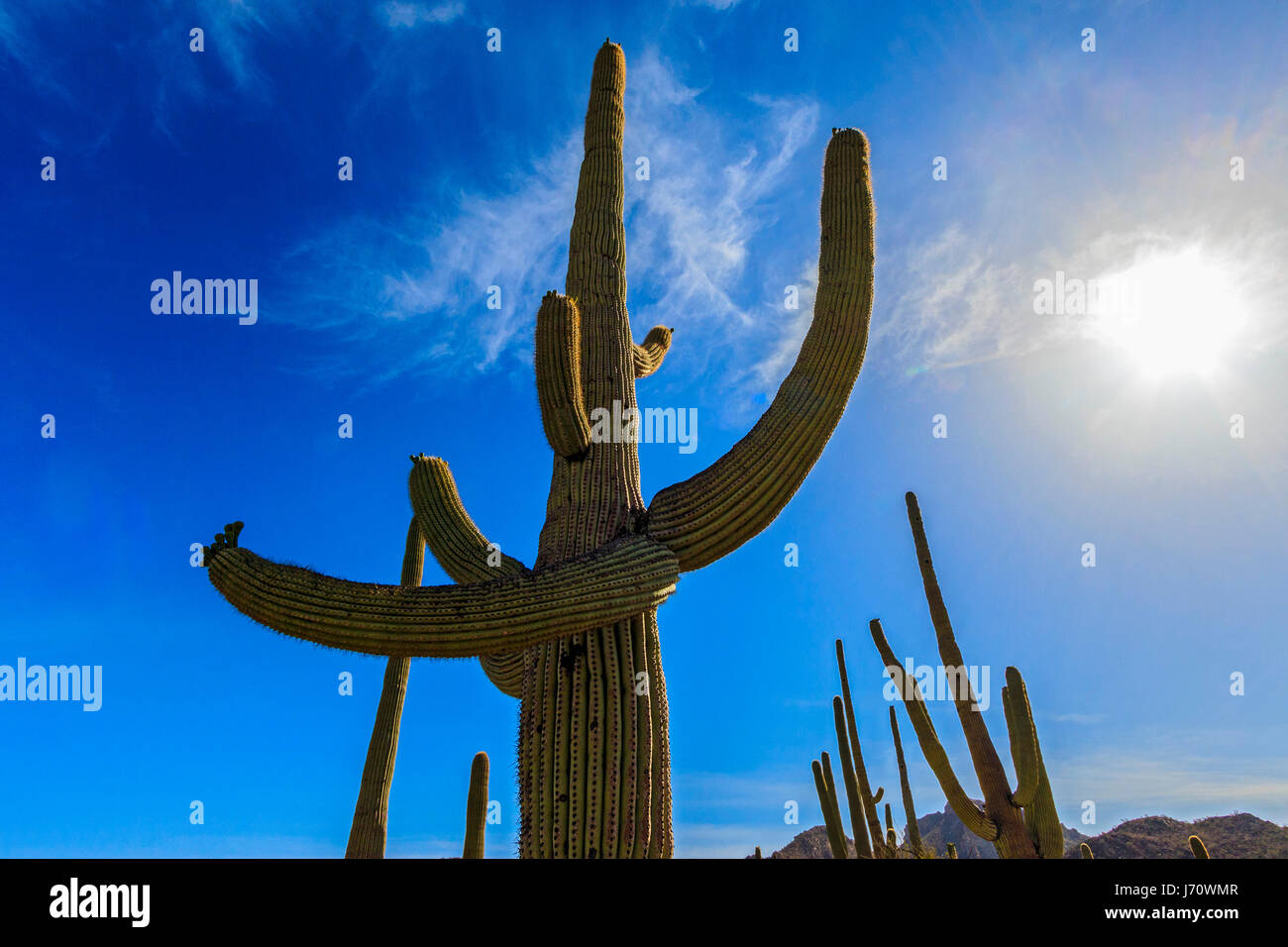 Sun splende dietro un cactus Saguaro.Il saguaro è un albero-come il cactus che può crescere fino ad essere superiori a 70 piedi (21 metri). È nativo del Deserto di Sonora Foto Stock